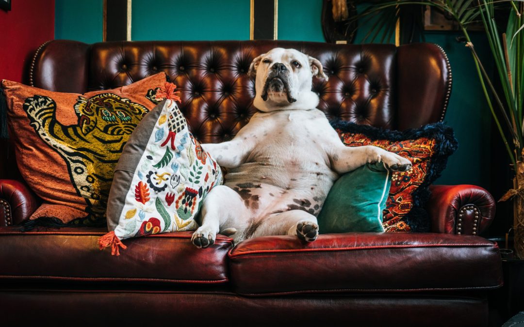 A dog sitting on a leather sofa appearing like he is feeling depressed or anxious and is looking for what to do