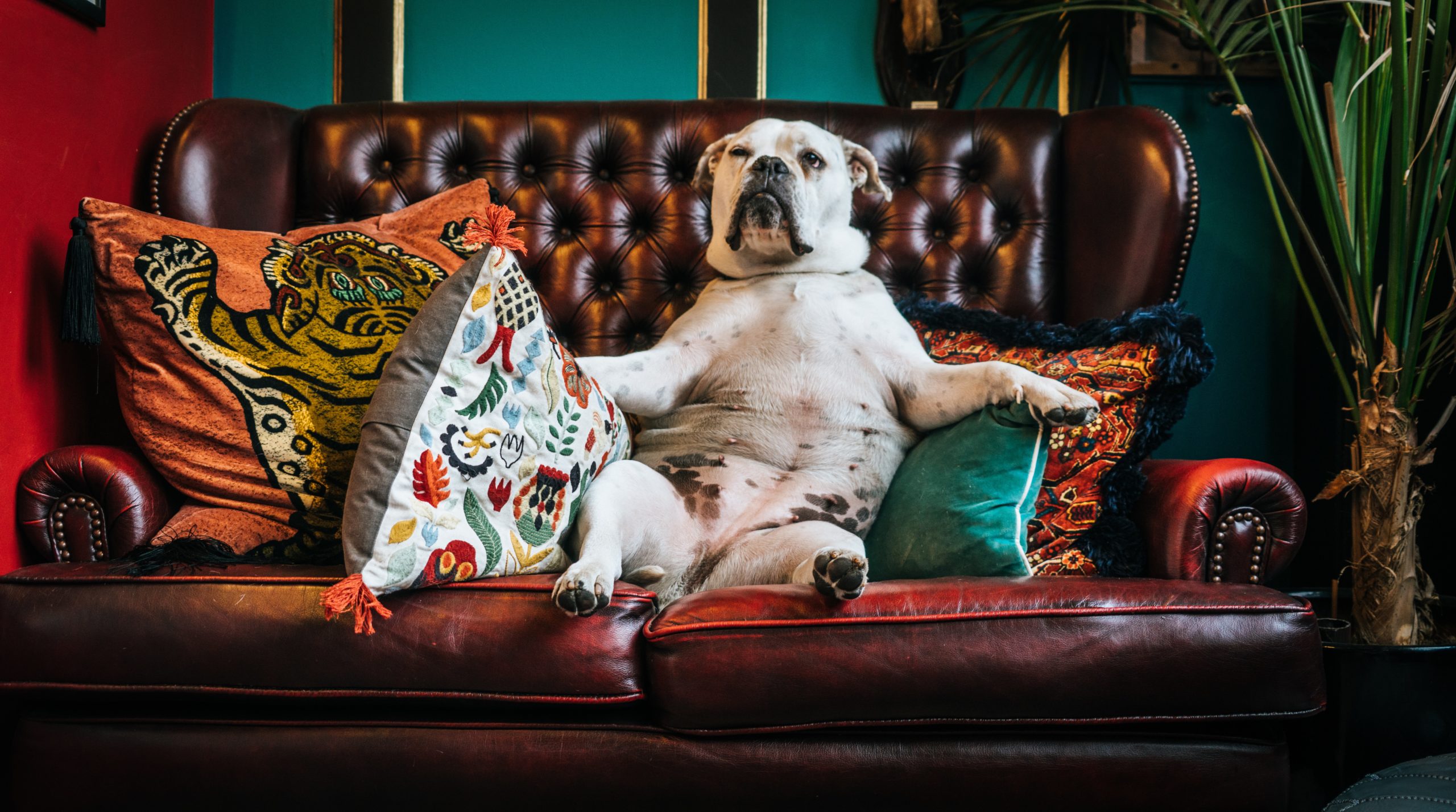 A dog sitting on a leather sofa appearing like he is feeling depressed or anxious and is looking for what to do