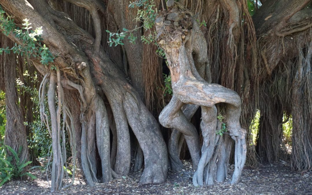 The roots and bottom section of interestingly shaped trees metaphoritcally represent body image ideas of good and bad