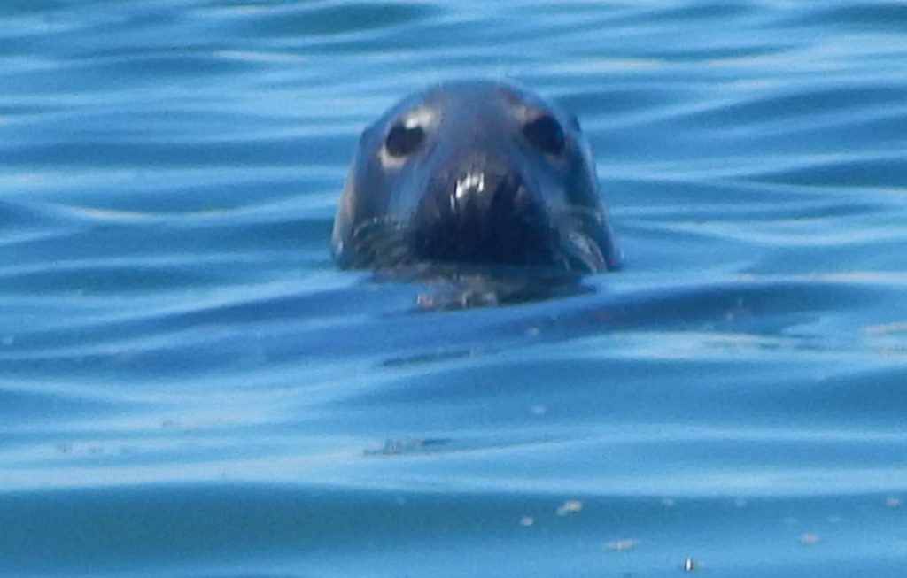 A Chatham seal, representing a hypothetical lifestyle perk for the Highly Sensitive