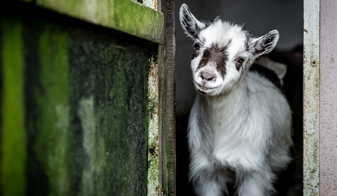 Spring With Your Senses: 8 Gentle Rituals for HSPs